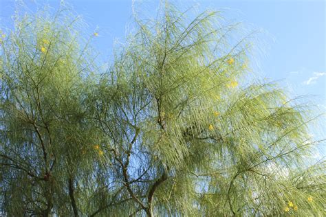 Maybe you would like to learn more about one of these? Palo Verde: Plant Care & Growing Guide