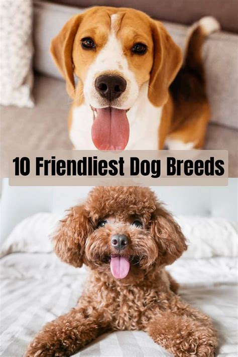 10 Best Dog Breeds For Kids Friendly Dog Breeds Toy Dog