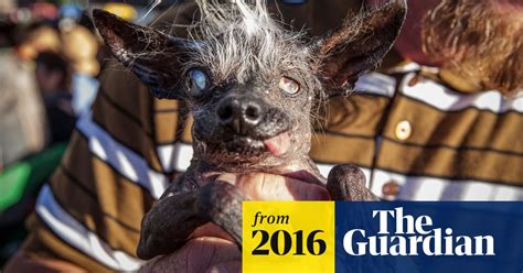 Worlds Ugliest Dog Contest Winner At The Center Of Oozing Sore
