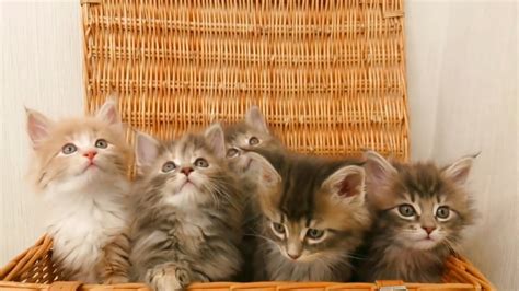 Sweet Kittens In A Box Will Melt Your Heart Youtube