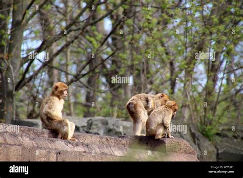 Three Monkeys Sitting On Ledge Stock Photo Alamy