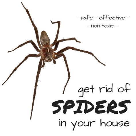 How To Get Rid Of Brown Recluse Spiders Get Rid Of Spiders Brown