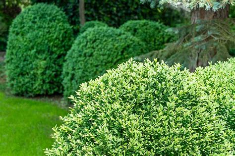 How To Grow And Care For Boxwood Shrubs Great Gardeners Tips