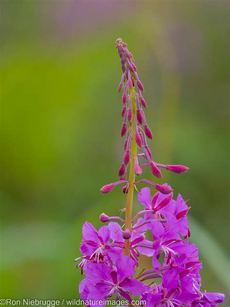 Fireweed Tongass National Forest Alaska Photos By Ron Niebrugge