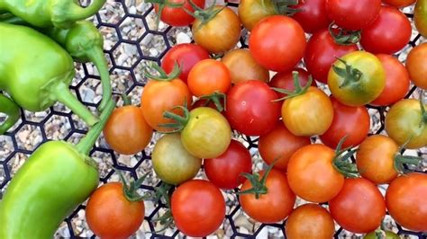 Planting Tomatoes And Peppers Together Plant Ideas