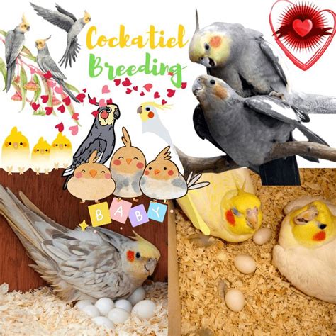Cockatiel Breeding All You Need To Know To Mating And Breeding