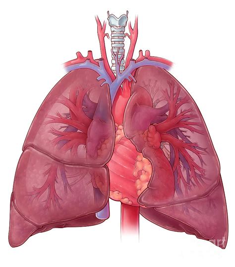 Heart And Lung Anatomy