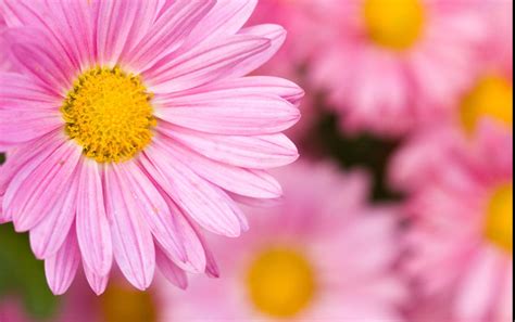 Pink Daisy Flowers Background