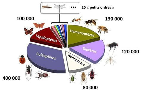 Illustration de la diversité et de la richesse spécifique des insectes... | Download Scientific ...