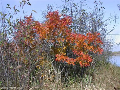 Toxicodendron Vernix Poison Sumac Minnesota Wildflowers
