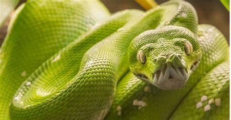 Are Pythons Poisonous Or Dangerous A Z Animals