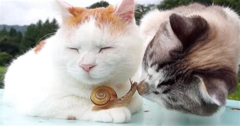 Cat Lovingly Nuzzles His Little Snail Friend The Dodo