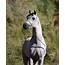 Coyaba Farms  Arabian Horses Egyptian Arabians For Sale JLS Aayns