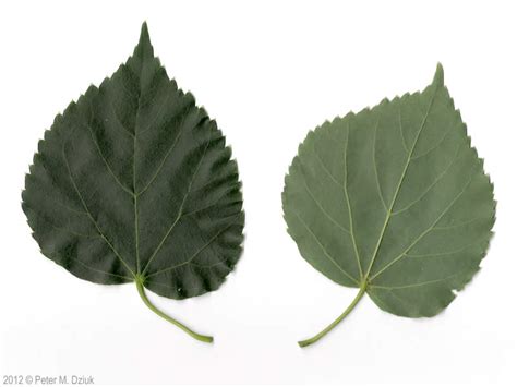 Tilia Cordata Little Leaf Linden Minnesota Wildflowers