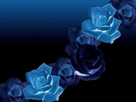 73 Blue Roses Background On Wallpapersafari