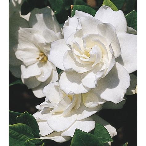 Monrovia White Aimee Gardenia Flowering Shrub In Pot With Soil L4204