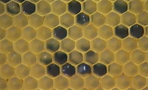 France Mystery Of Blue Honey Bees Solved · Global Voices