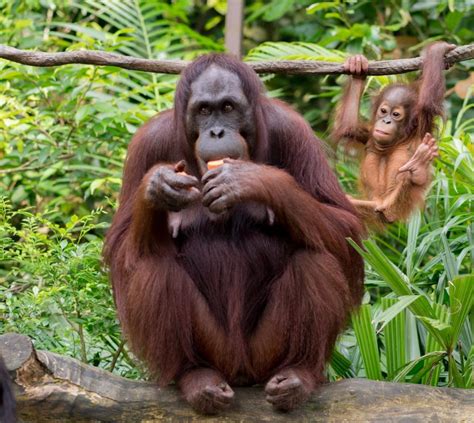Astro Ecology Counting Orangutans Using Star Spotting Technology
