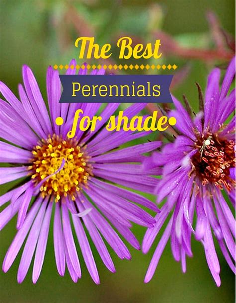 The Best Perennials For Shade