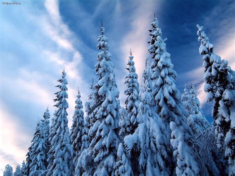 Nature Snow Covered Trees Varmland Sweden Picture Nr