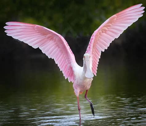 Beautiful Roseate Spoonbill With Wings Lifted At Fort Myers