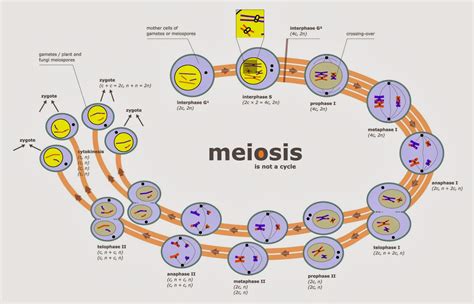 Observaciòn De La Meiosis La Observación De La Meiosis