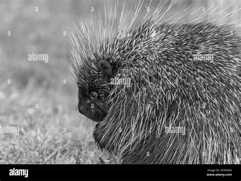 Portrait Of A Porcupine Hi Res Stock Photography And Images Alamy