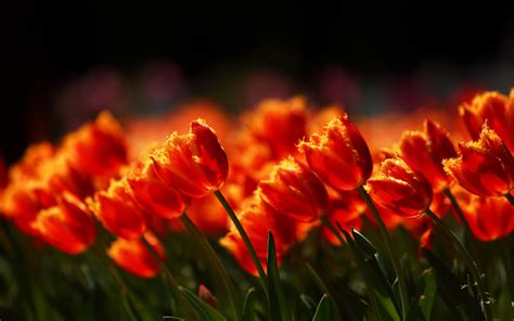 Tulip Hd Wallpaper Background Image 1920x1200