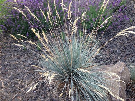 Ornamental Oat Grass How To Grow Blue Oat Grass Dummer ゛☀ Garden