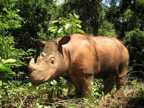 Elderly Malaysian Rhino Enlisted In Breeding Attempt