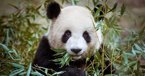 Volunteer With Pandas In China The Great Projects