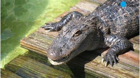 2 Alligators Found Eating Dead Body In Florida