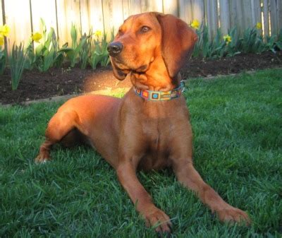 A redbone coonhound puppy can cost you anywhere between $500 and $700. Redbone Coonhound Puppies Breeders Redbone Coonhounds