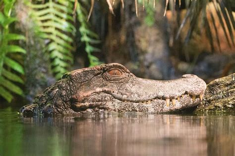 Hd Wallpaper Alligator On Wood Slab Louisiana Swamp Bayou Water