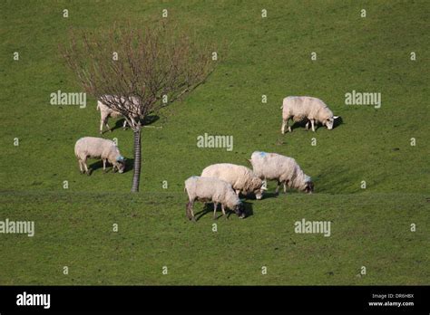 Sheep Grazing Lamb Stock Photo Alamy