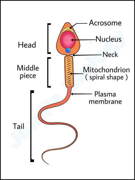 Draw A Labeled Diagram Of Sperm Biology Shaalaa Com Sexiz Pix