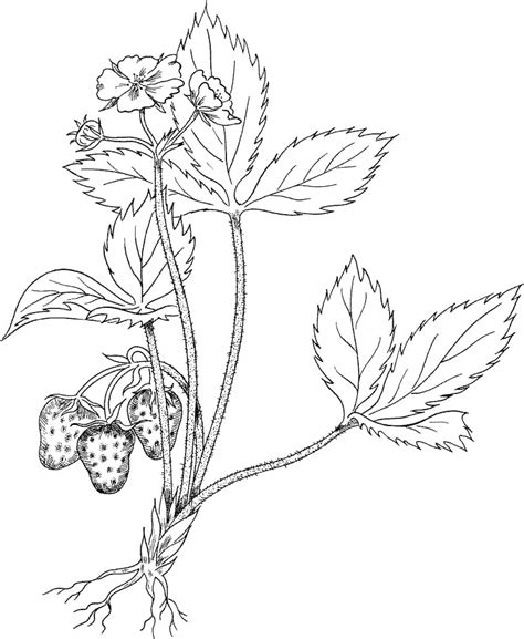 Printable Strawberry Plant Coloring Page Download Print Or Color