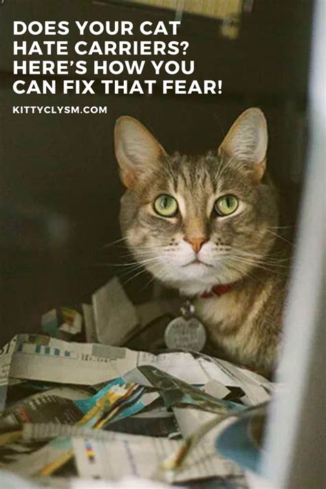 Signs Your Cat Hates You And How To Fix It Here Kitty Kitty