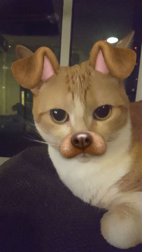 So I Got The Snapchat Filters To Work On My Cat Raww Funny