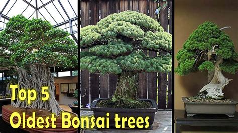 Top 5 Oldest Bonsai Trees In The World Youtube