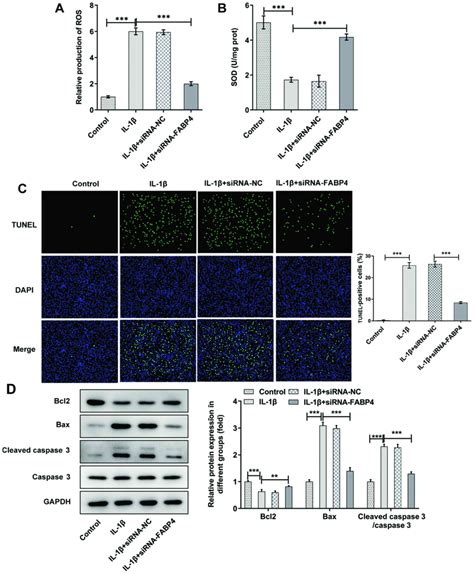fabp4 knockdown suppresses inflammation apoptosis and extracellular matrix degradation in il 1β
