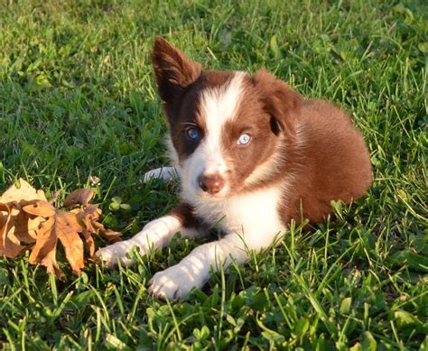 A Red And White Border Collie Puppy Border Collie Puppies Collie