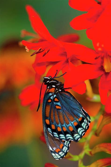 Red Spotted Purple Butterfly Limenitis Photograph By Darrell Gulin