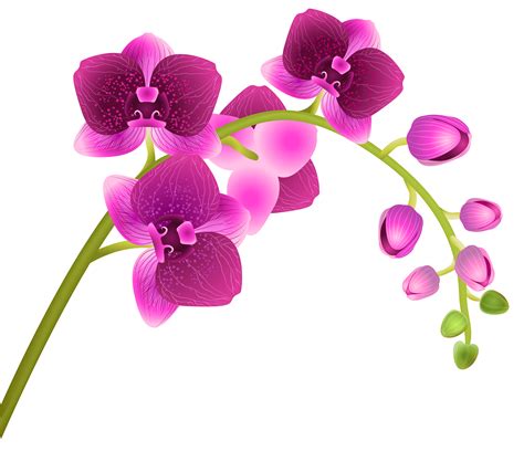 Free Columbian Orchid Cliparts Download Free Columbian Orchid Cliparts