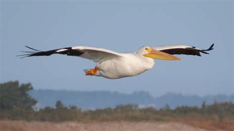 American White Pelicans What A Wingspan The Coastland Times The