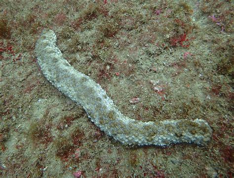 Warty Sea Cucumber Mexican