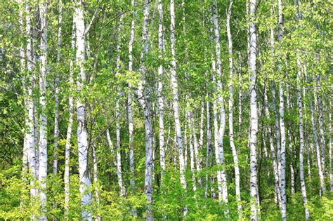 Birch Trees With White Birch Bark In Birch Grove With Green Birch