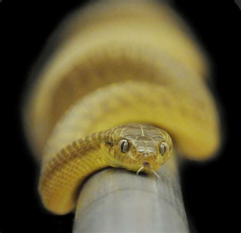 Scientists Discover Tree Snakes Have A New Move Lasso Locomotion