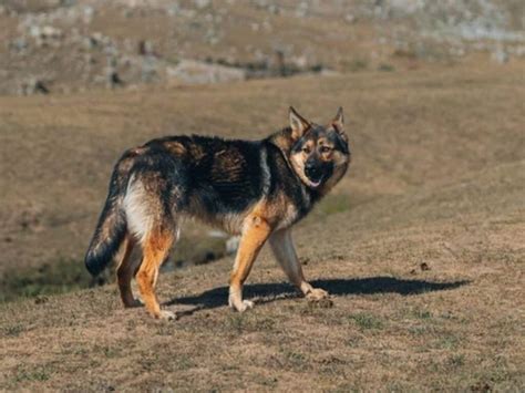 Can German Shepherds Live Outside The Pros And Cons