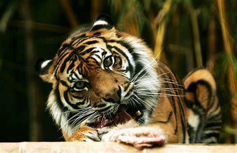 Best Tiger Eating Meat Stock Photos Pictures And Royalty Free Images